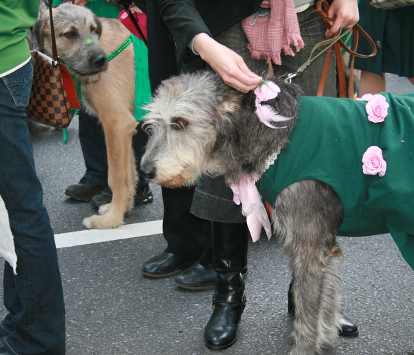 Irish Wolfhounds in Tokyo St. Patrick’s Day Parade