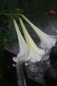 Flowers in Rain