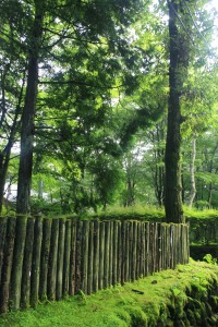 Forest in Karuizawa