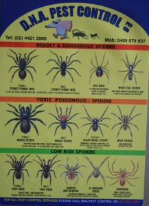 Deadly and Dangerous Spiders