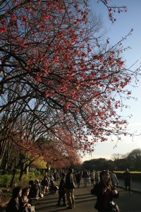 Trees in Ueno Park