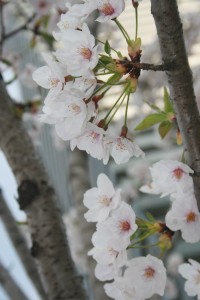 Cherry Blossom at Sumida River