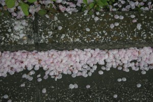 Cherry Blossoms Covering the Roads