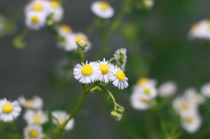 Daisies at the River