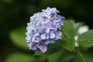 Hydrangea Season 