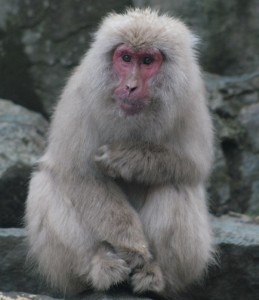 Alpha Male Japanese Macaque