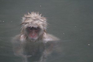 Monkey in Onsen