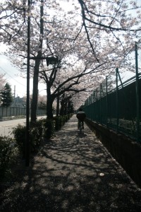 Street Lined with Cherry Blossoms