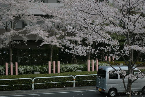 Sakura Snow