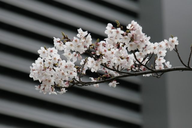 Cherry Blossoms