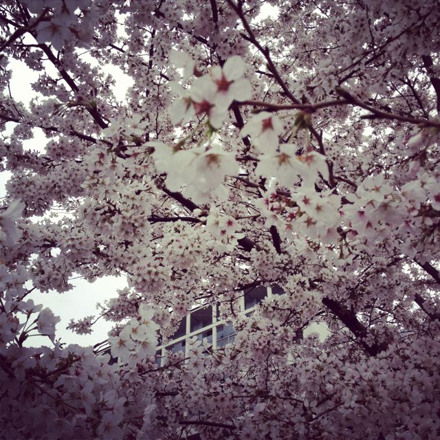 Cherry Blossoms