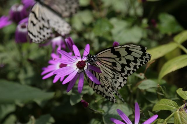 Large Black and White Butterflies