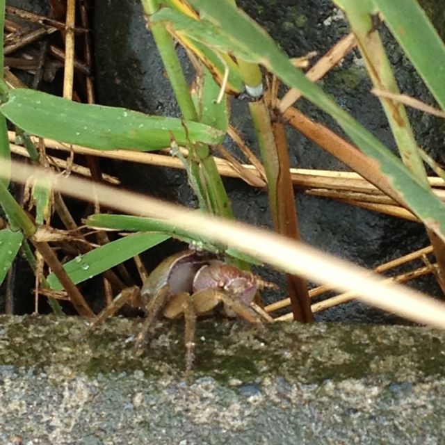 Crab at Sumida River