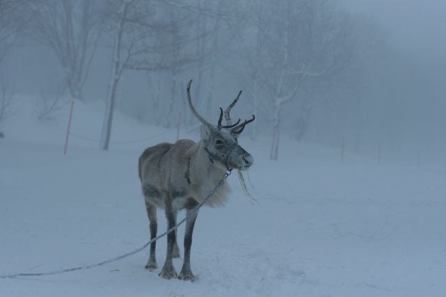 Reindeer at Niseko